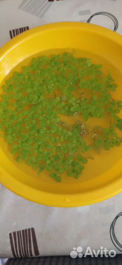 Прополка аквариума