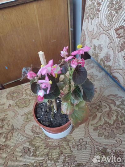 Бегония вечноцветущая розовая