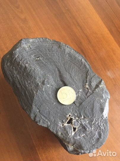 Окаменелое дерево