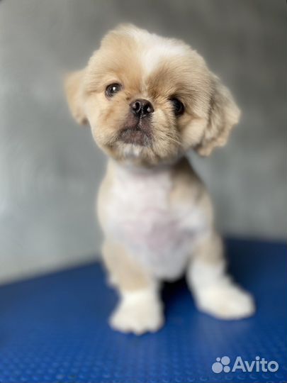 Груминг собак