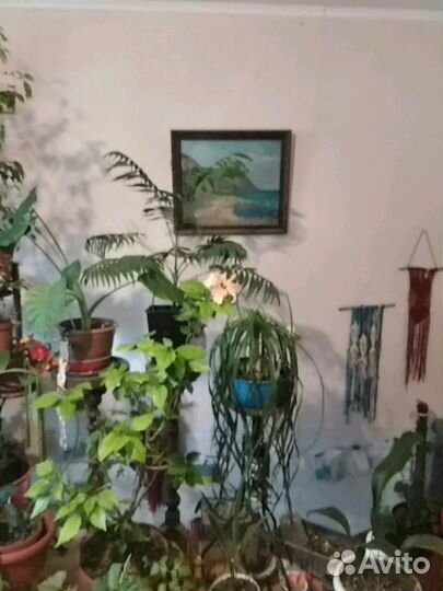 Комнатные цветы