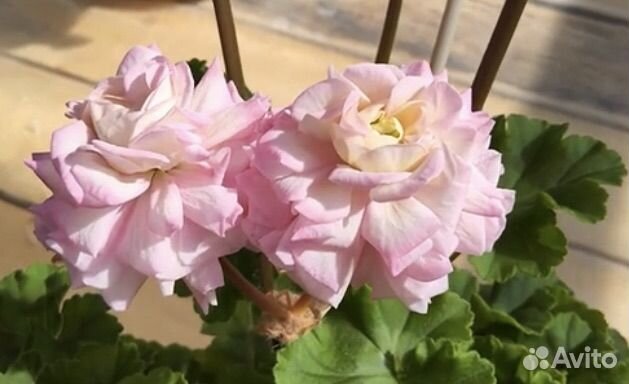 Пеларгония герань