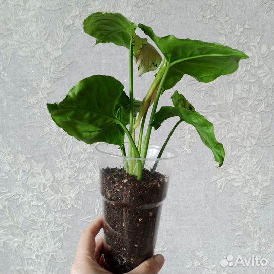 Сингониум Серый Призрак