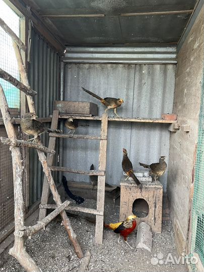 Фазаны золотые