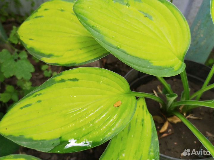 Хосты,доставка к дому