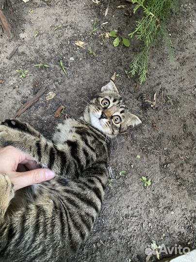 Отдадим котенка в добрые руки