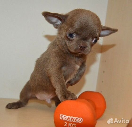 Чихуахуа лиловые и лилово-подпалый мальчики