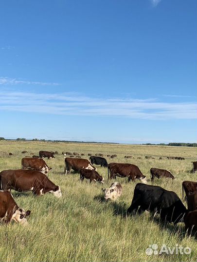 Телки, коровы