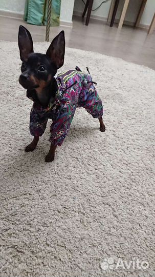 Пошив одежды для собак