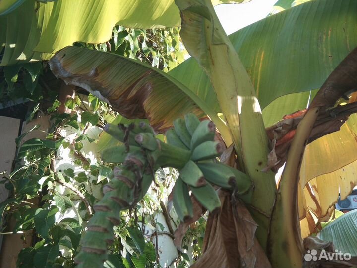 Банановая пальма