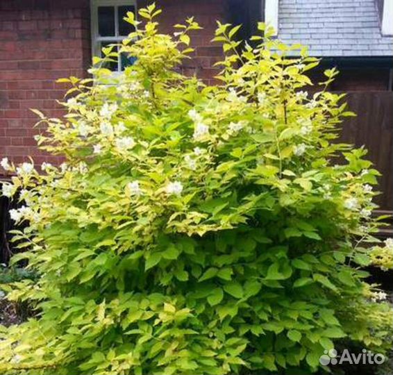 Чубушник корончатый Aurea