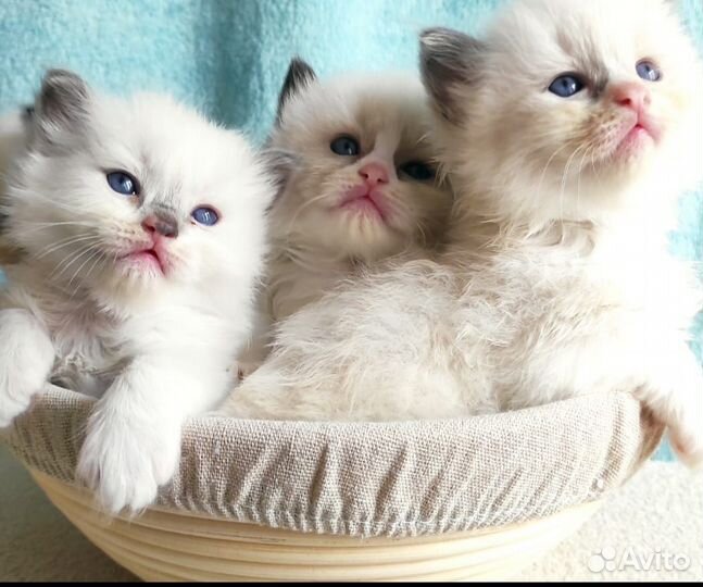 Милые котята породы “Рэгдолл”