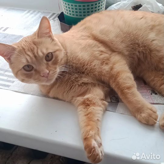 Кот рыжик Лева