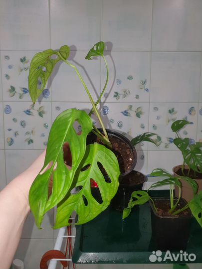 Монстера манки маск