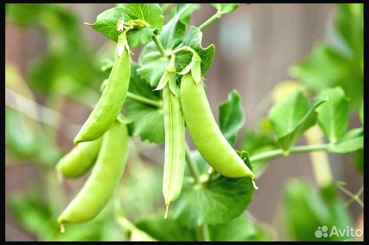 Семена Гороха Посевного опт