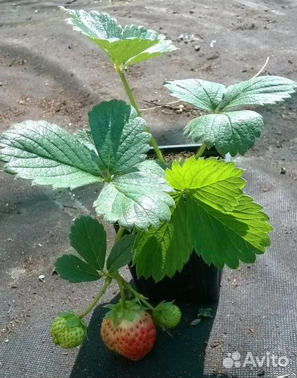 Растения. Продаю саженцы клубники