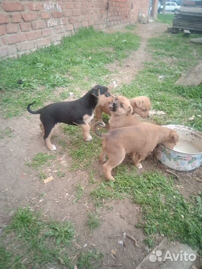 Щеночки в добрые руки