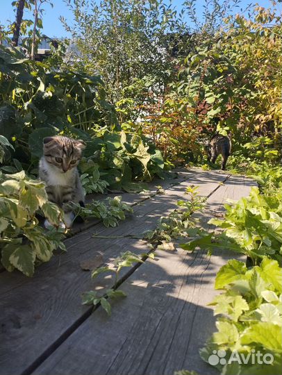 Котята в добрые руки