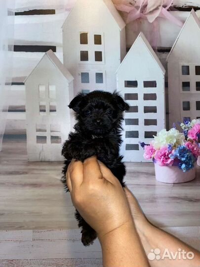 Мальтиболи