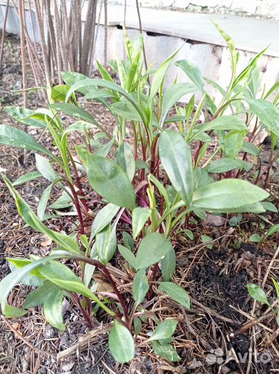 Хризантемы многолетние (Октябрины)