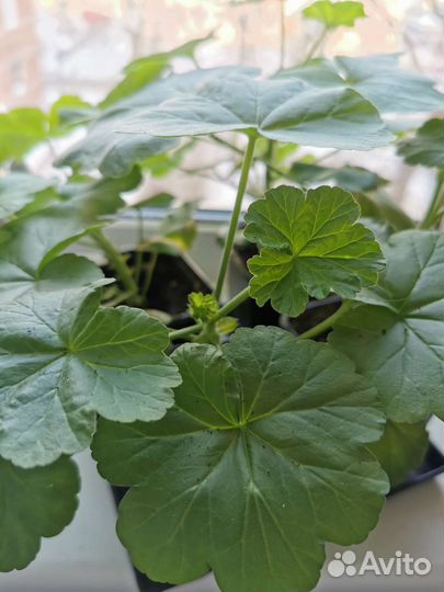 Пеларгония герань