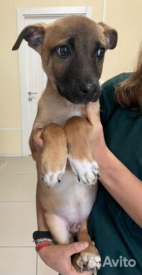 Спасите Бимку