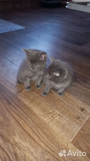 Котята в добрые руки бесплатно