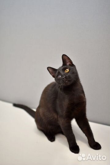 Отдам в хорошие руки котенка