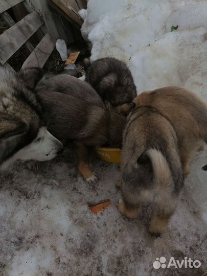 Щенки