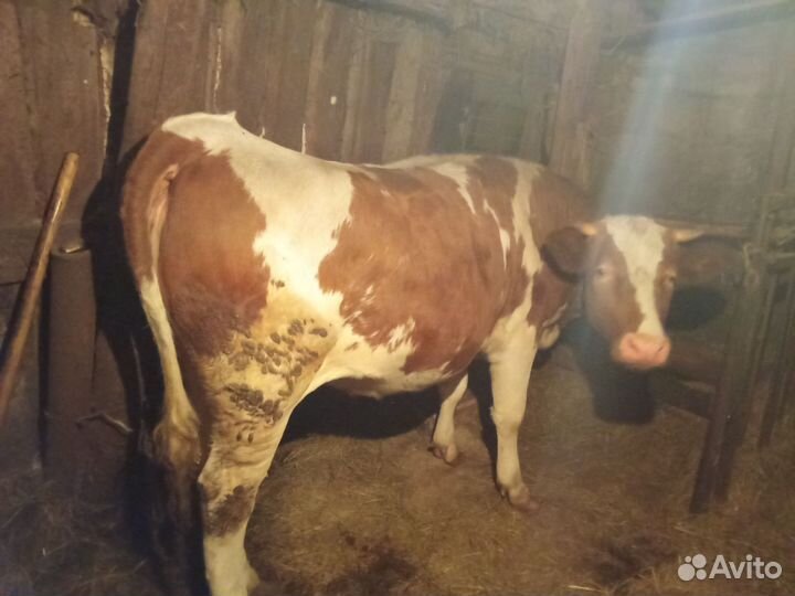 Телки на мясо