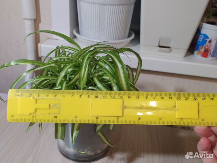 Хлорофитум кудрявый