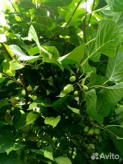 Актинидия коломикта зкс