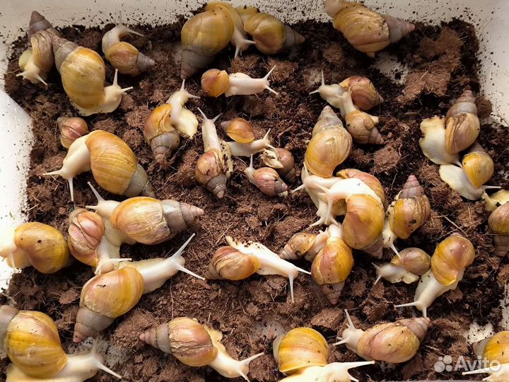 Улитки ахатины