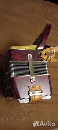 Аккордеон galotta