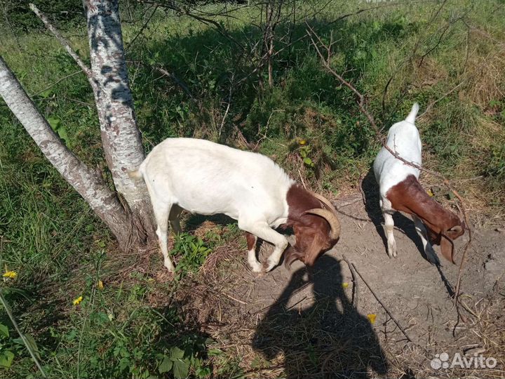 Бурский козел