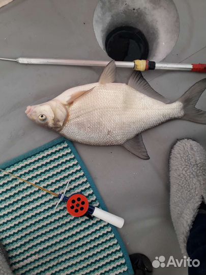Живая, свежая рыба