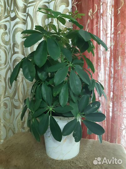 Комнатные цветы шефлера