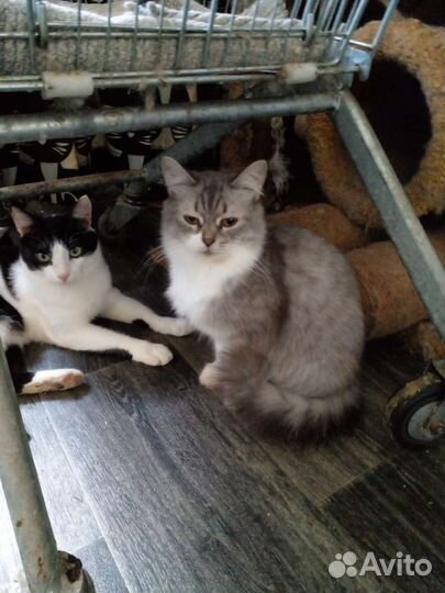 Кошечки и коты в добрые руки