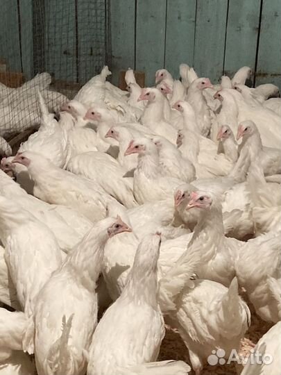 Куры 4 месяца Декалб