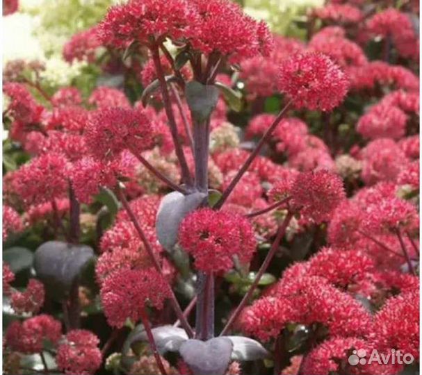 Седум и очитки редкие