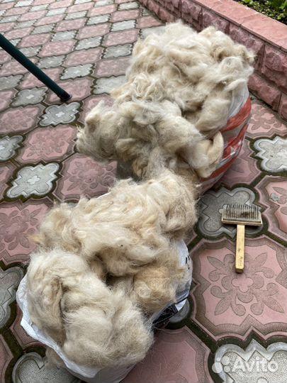 Собачья шерсть продажа