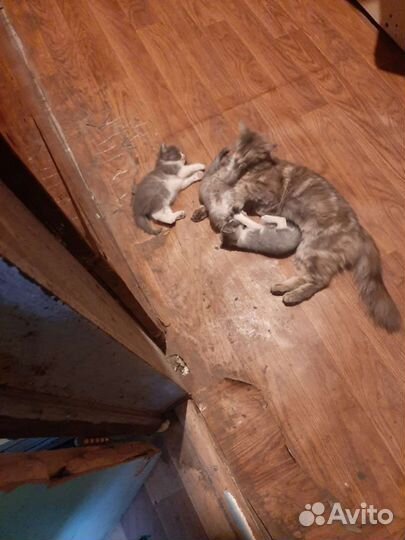 Катята в дар хорошим людям