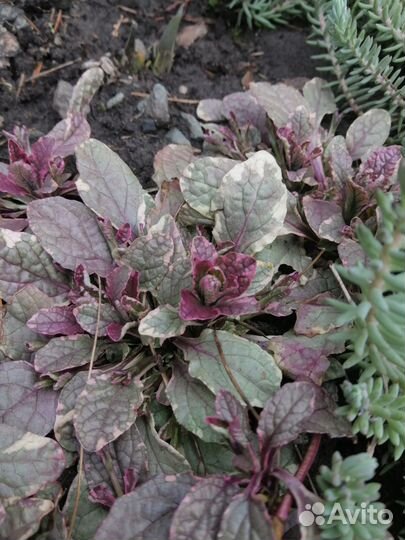 Многолетние садовые растения