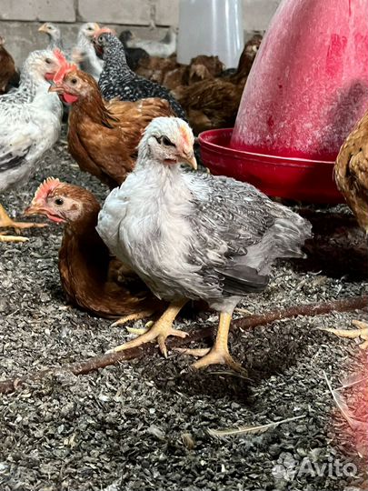 Цветной бролер