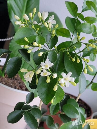 Мурая (Муррая), отростки