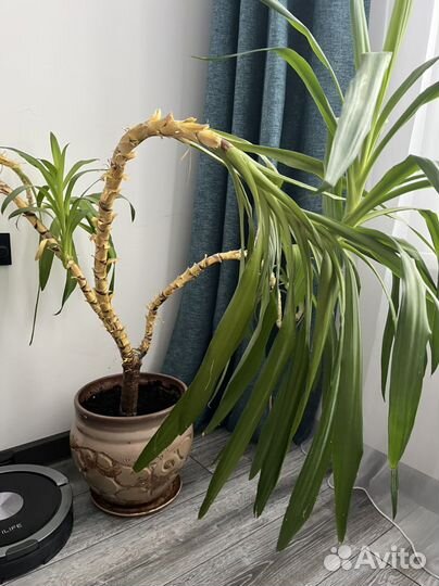 Комнатные цветы юкка