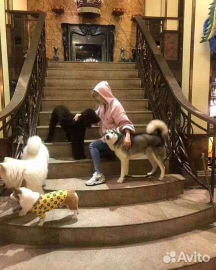 Выгул питомцев)