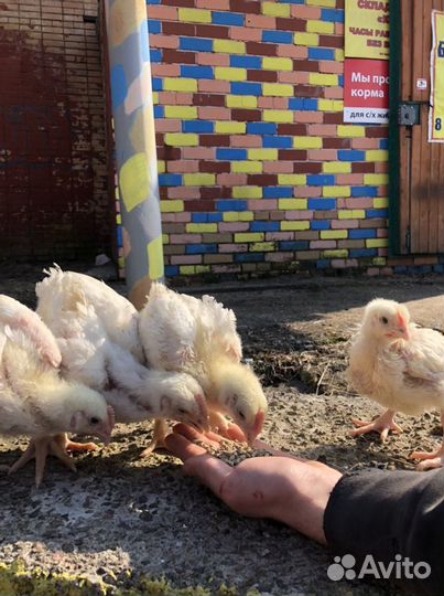 Цыплята бройлеры
