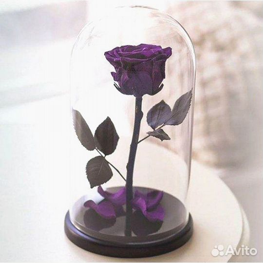 Роза в колбе. Живая