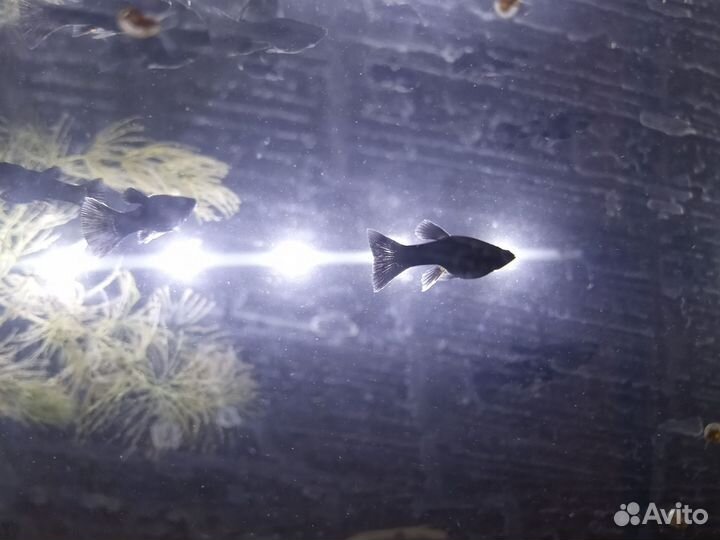 Рыбки- моллинезии